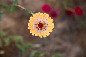 A vibrant orange and pink calendula flower blooms in a garden setting with a blurred natural background.