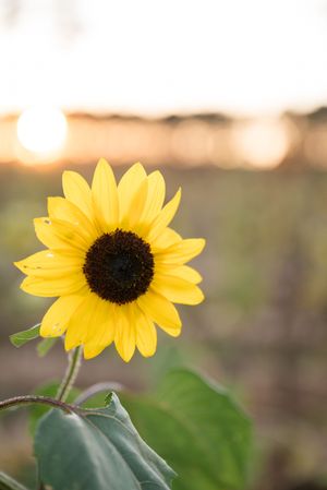 A row of bright yellow sunflowers against a blurred sunset background showcasing their vibrant petals.