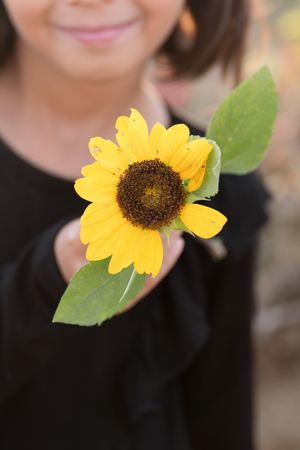 A bright yellow sunflower bloom against a dark background shown from different angles in a series of photos.