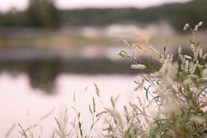 A peaceful lake scene with tall grass and reeds swaying in the foreground against a misty water backdrop.