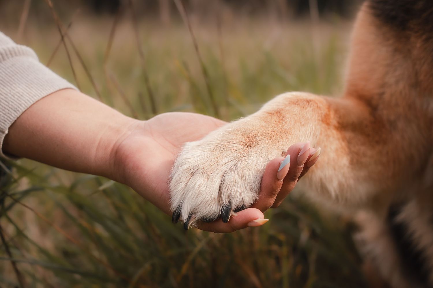 Dog photographer PNW Dog paw in human hand. End of life session for dog