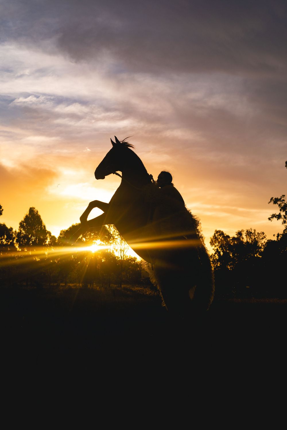 Dramatic silhouette of a rearing horse and rider backlit by golden sunset.