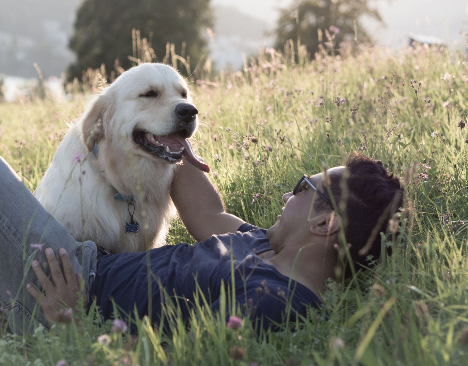 Two dogs and their companion relaxing in a grassy field during golden hour.