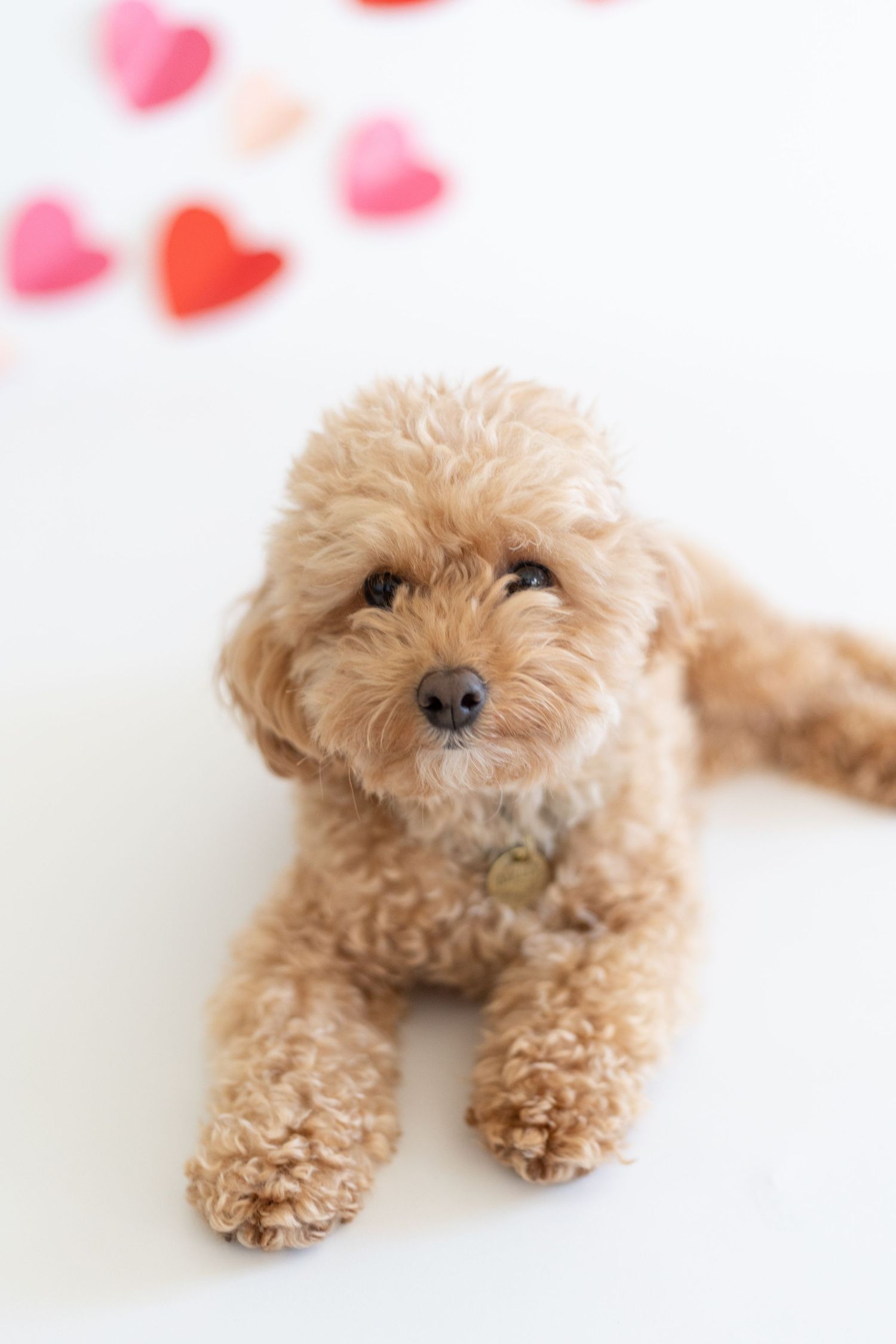 Pet photography Valentine's mini session Troy, IL
