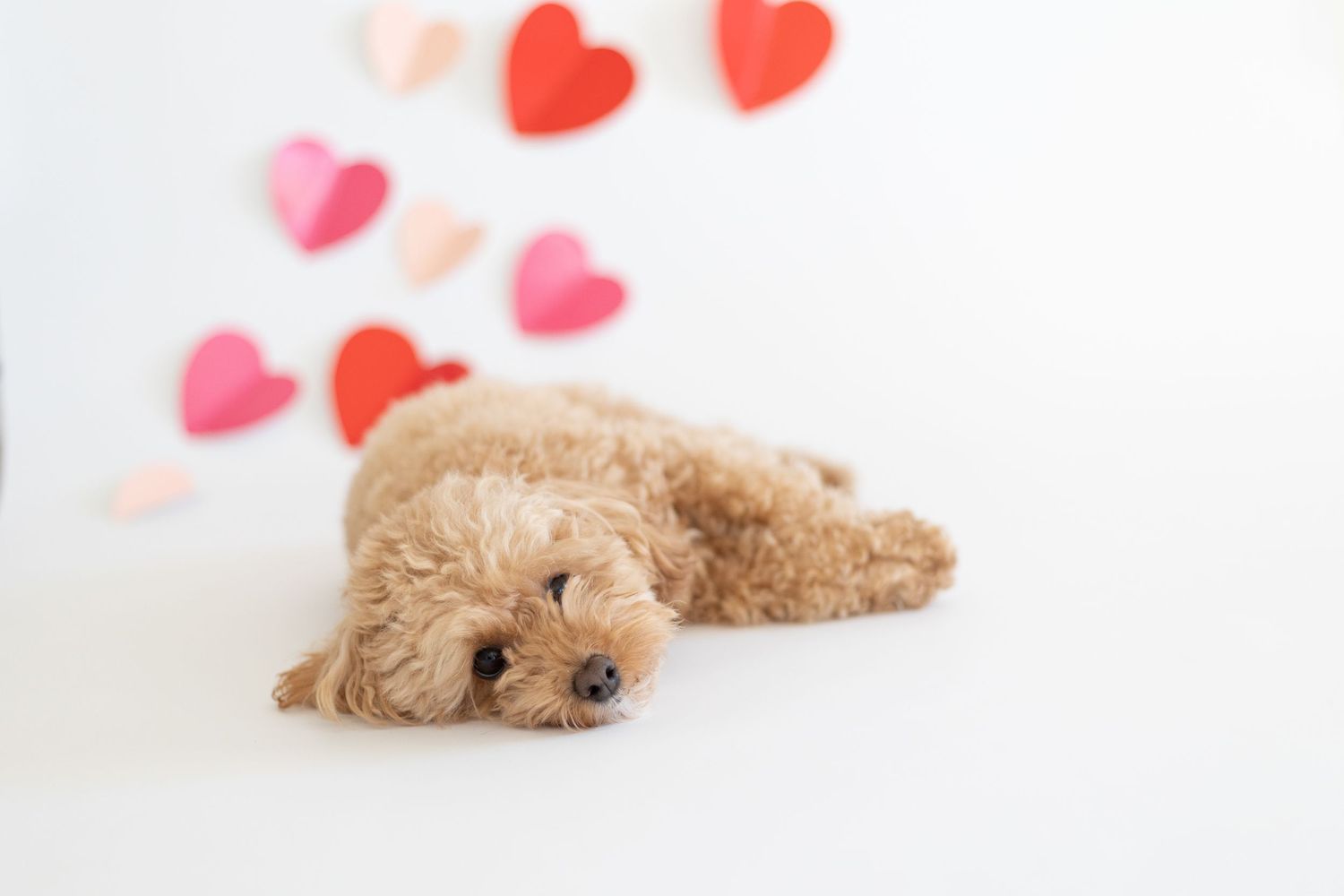 Pet photography Valentine's mini session Troy, IL