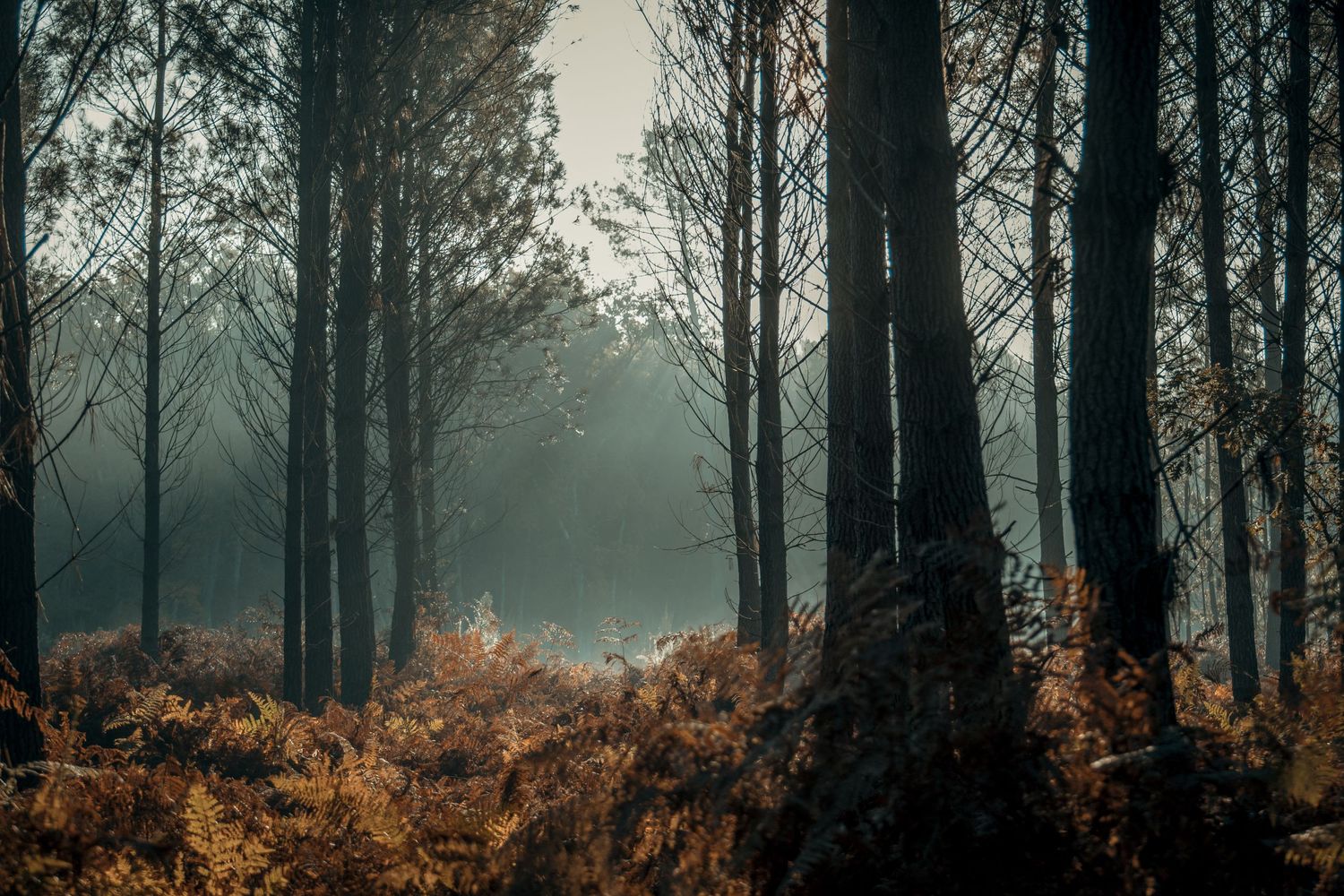 Sous bois au petit matin