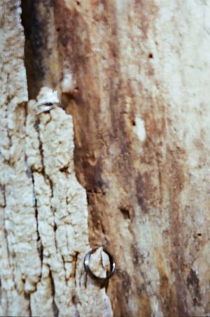 Close-up of a weathered wooden surface showing textural detail with rustic brown and white cracking patterns and a small hole.
