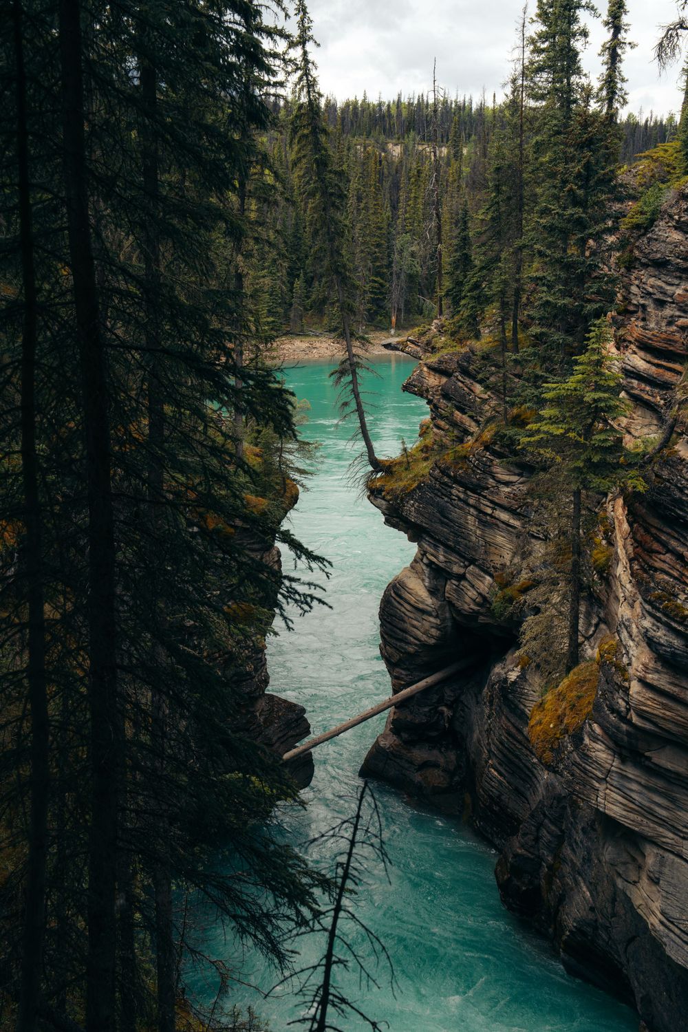 Turquoise river winding through narrow rocky canyon with evergreen trees in Banff National Park.