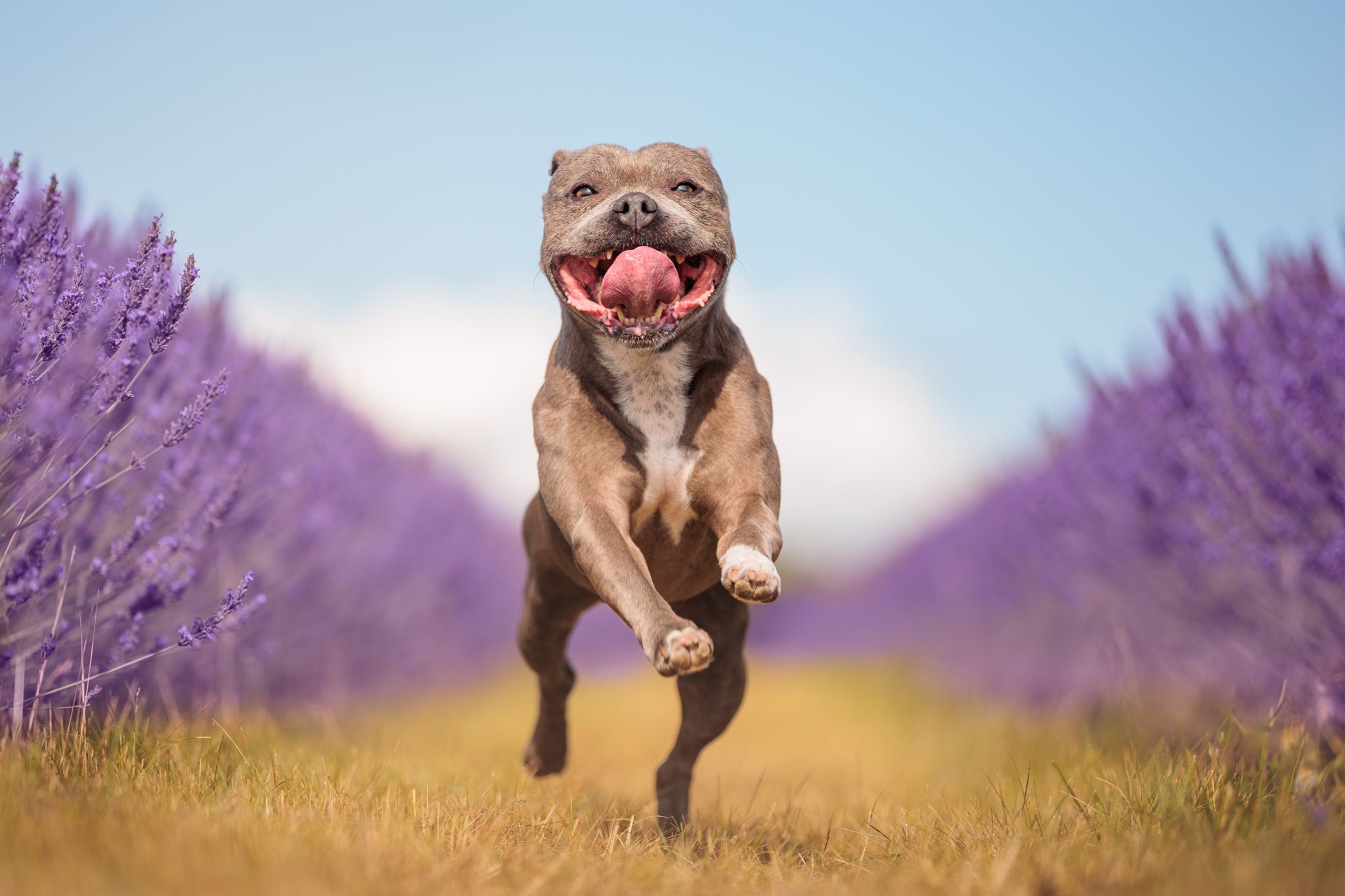 A happy staffordshire bull terrier runs joyfully through a vibrant lavender field under a bright blue sky.