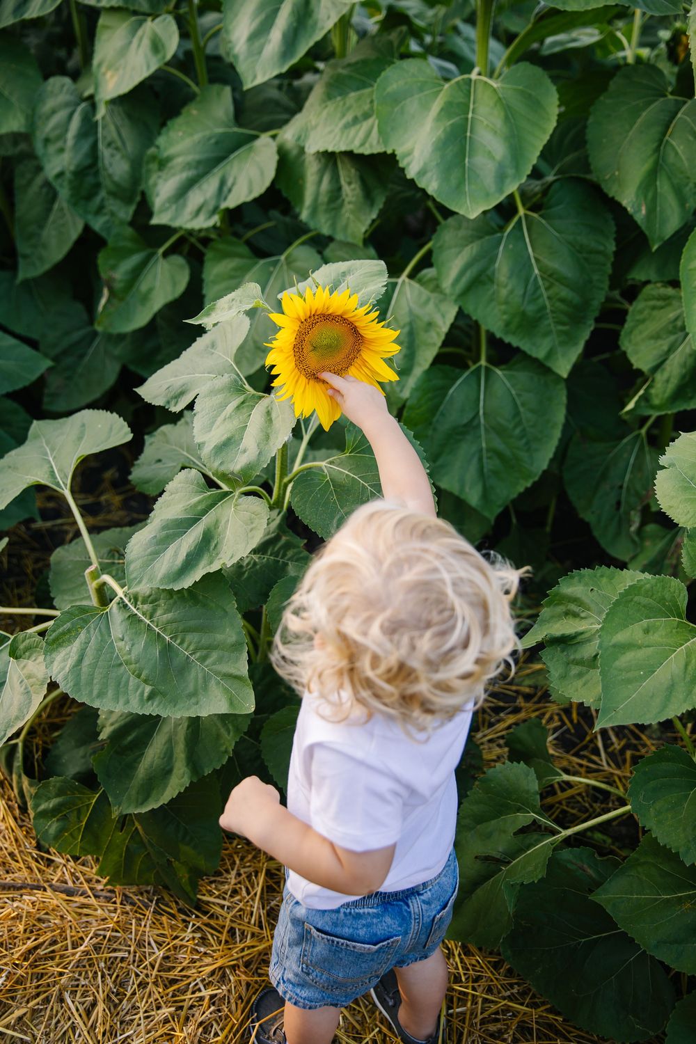 A small child reaches up to touch a bright sunflower among tall green stalks.