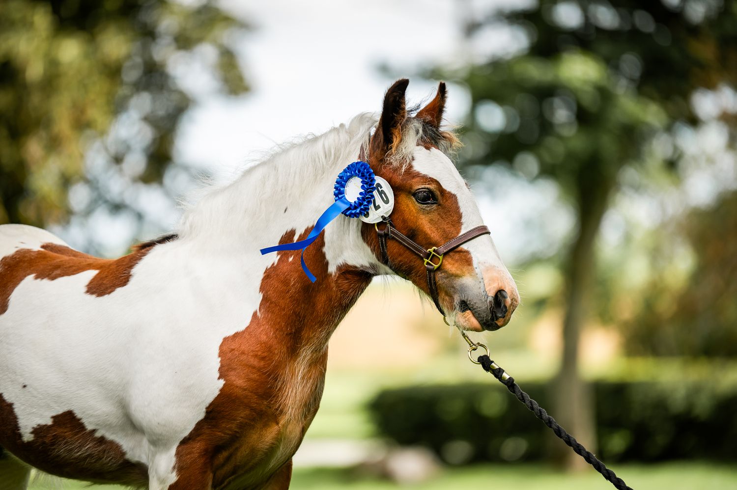 Shuffler avkomma Irish cob