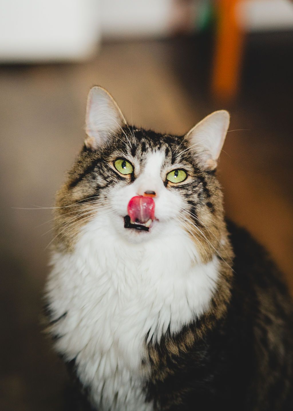Pet portrait of a cat in Kingston New York with natural light and detailed expression