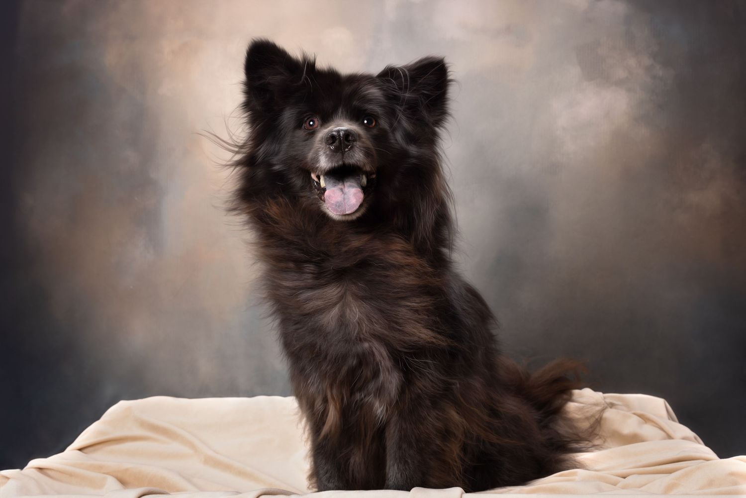 Schipperke dog in studio