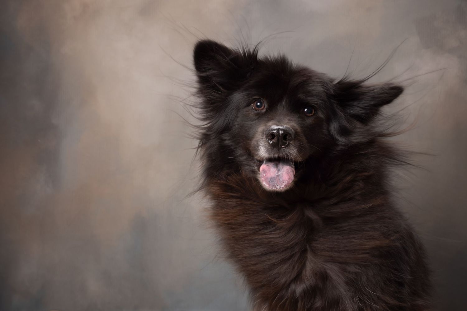 Schipperke dog in studio