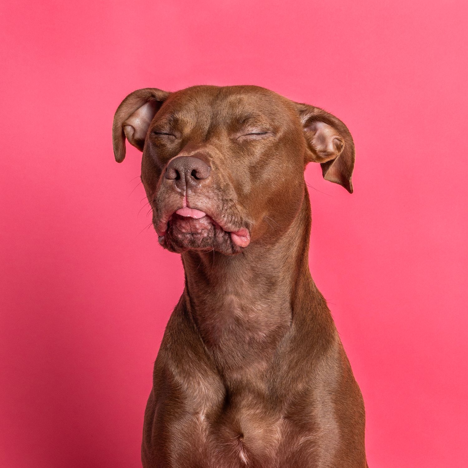 American pitbull terrier dog in studio