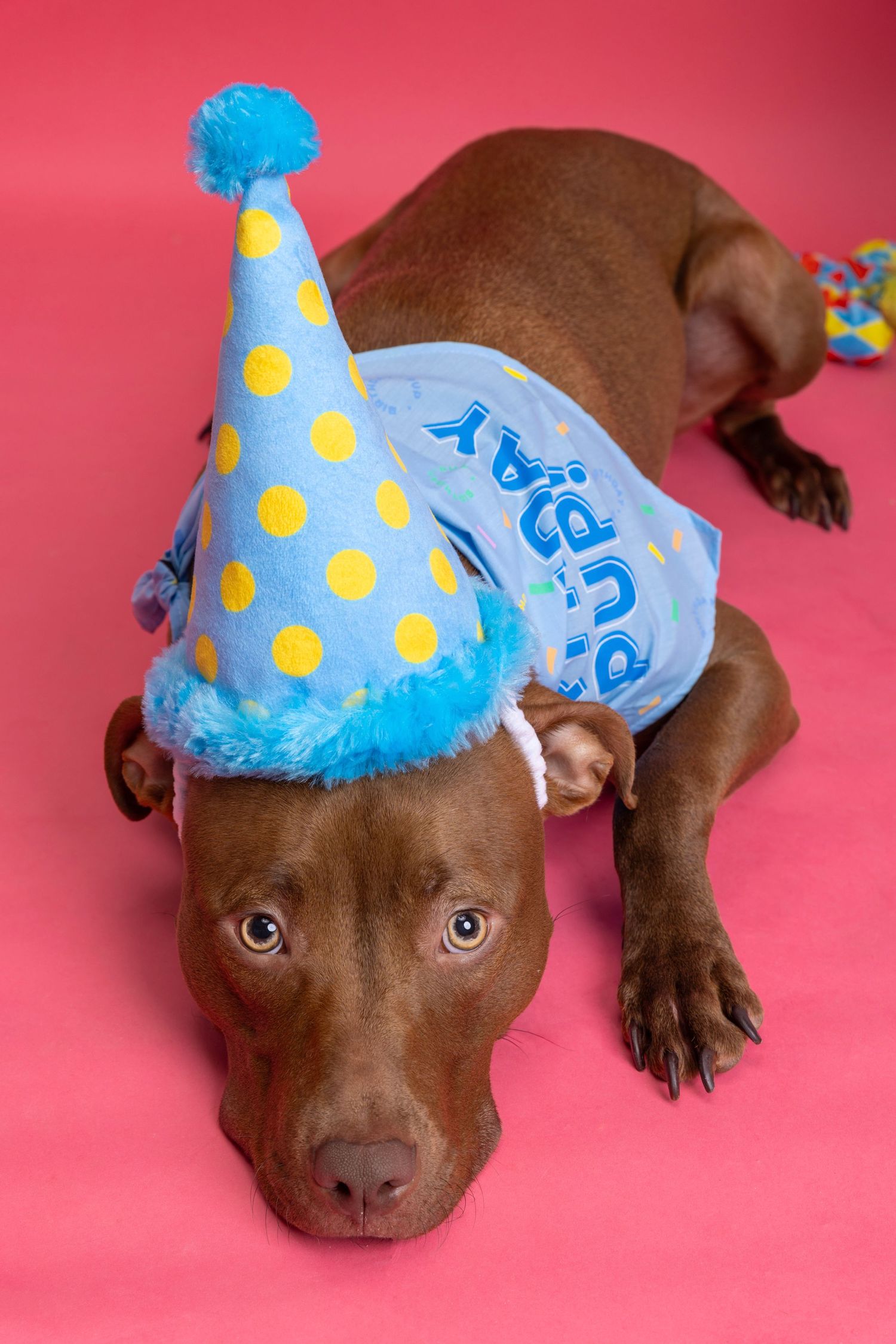 American pitbull terrier in studio