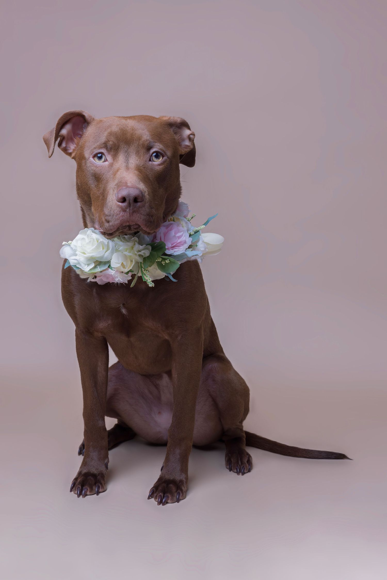 American pitbull terrier in studio