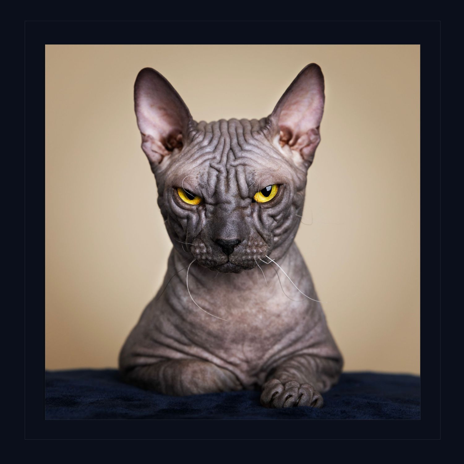 Sphynx hairless cat in studio