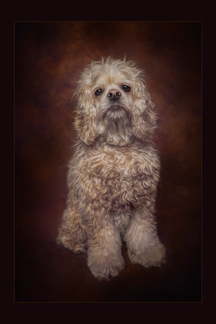 Cocker spaniel painted dog portrait