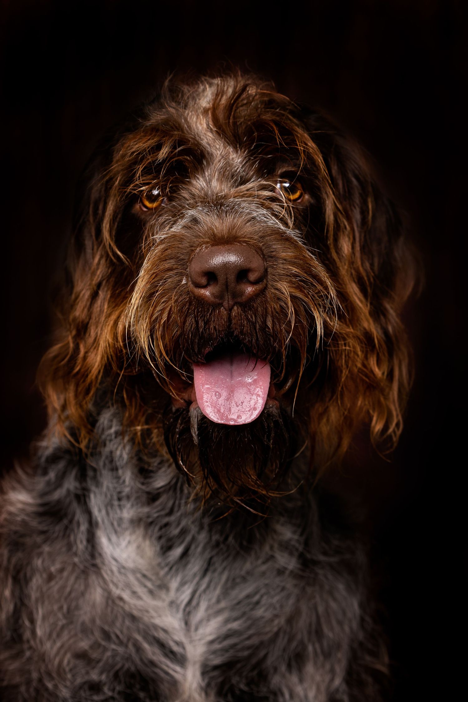 Wirehaired pointed griffon dog on location at client home