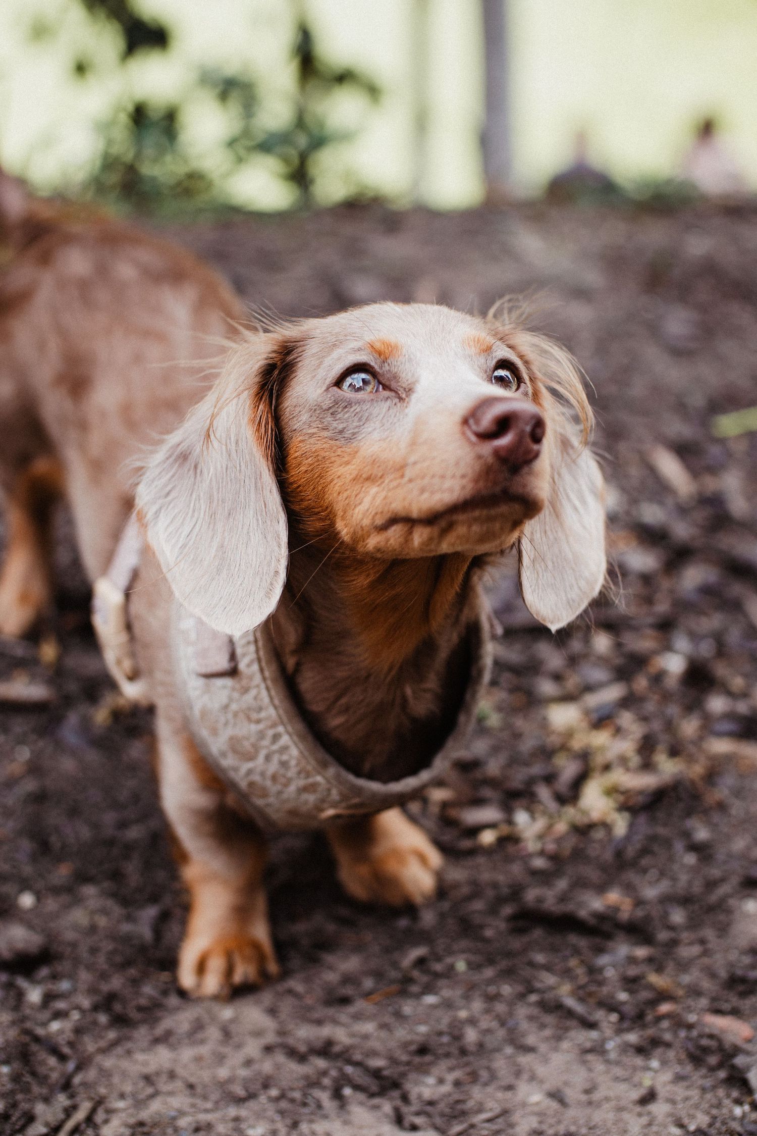A playful long-haired dachshund puppy with brown and cream fur looks up curiously while exploring outdoors in the dirt.
