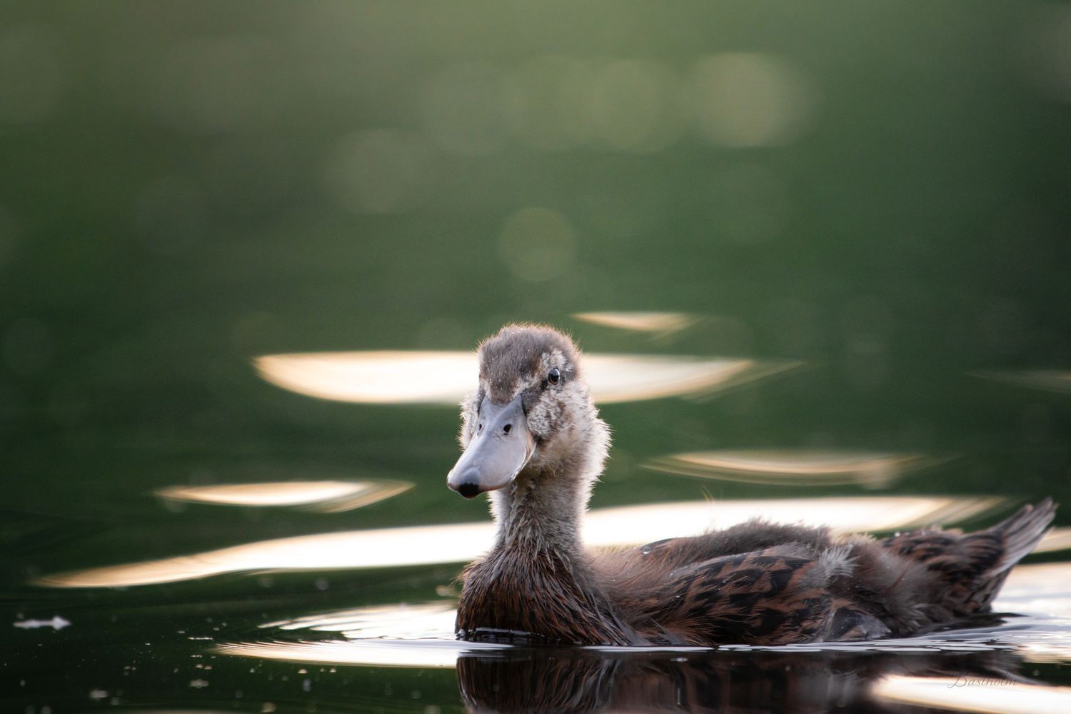 A young duckling swimming gracefully on a calm, sunlit pond with bokeh light reflections on the water.