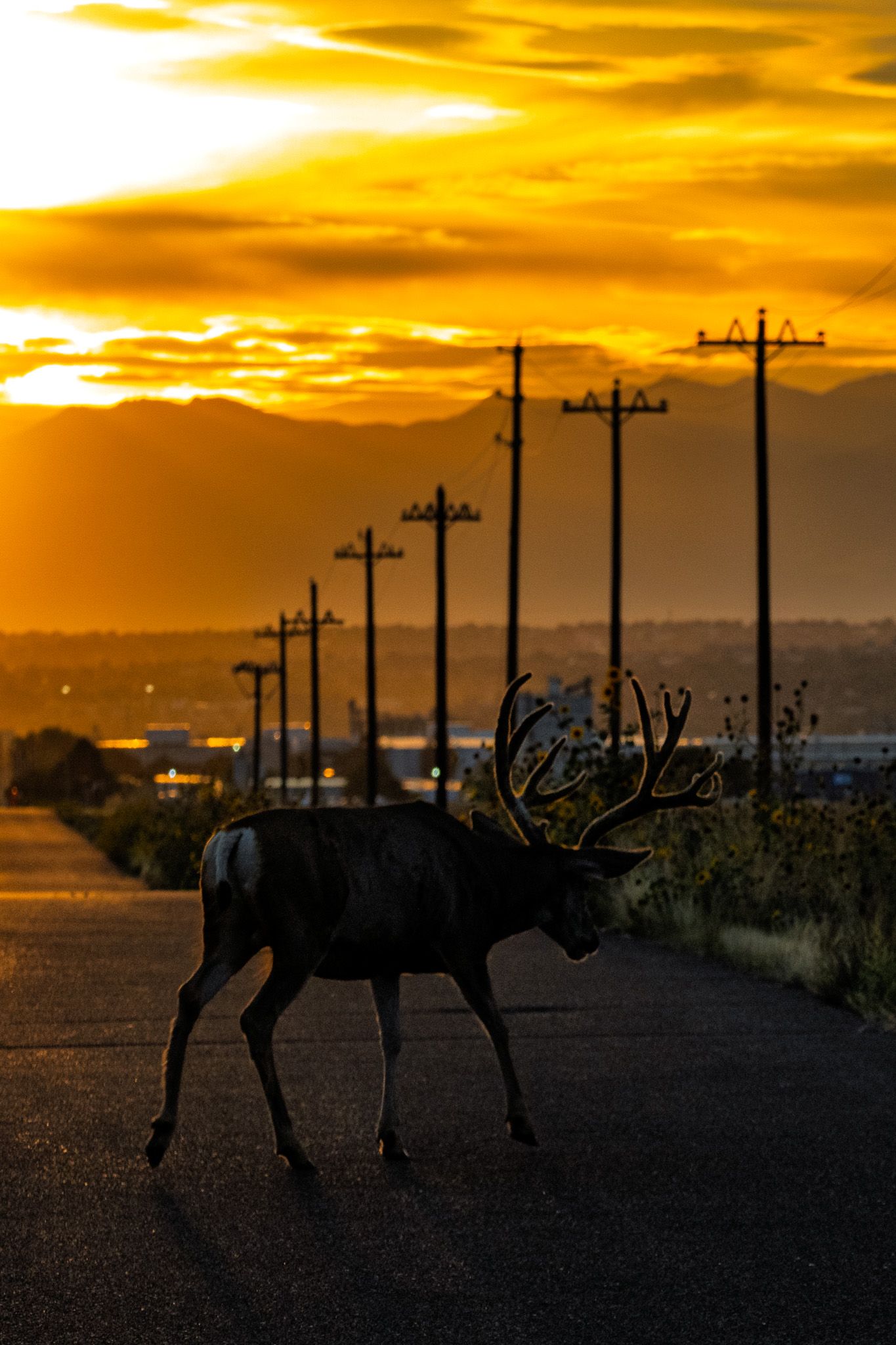 Silhouette of a bull elk crossing a road at golden sunset with mountains.