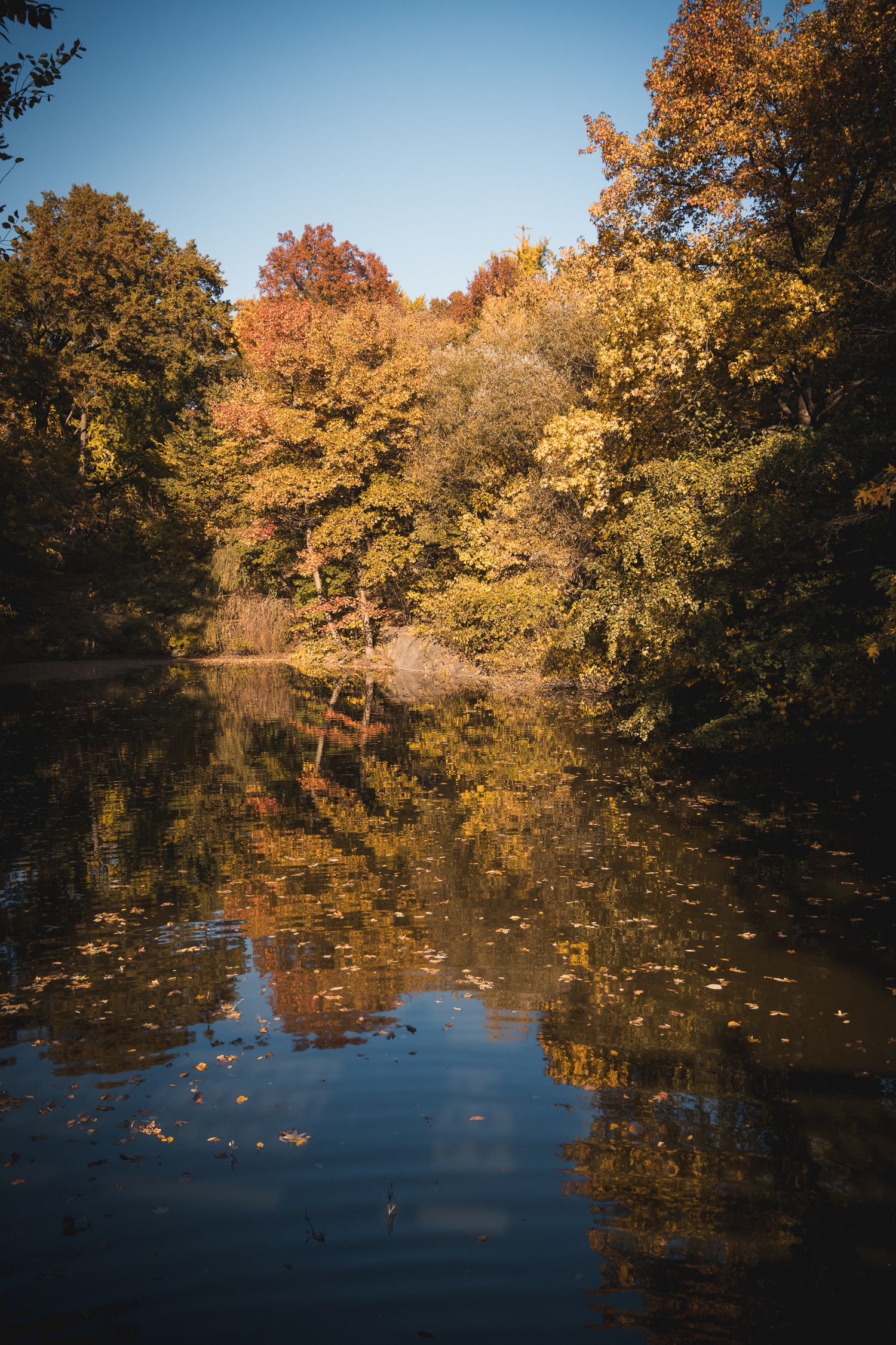 Vista autunnale di Central Park con luce dorata