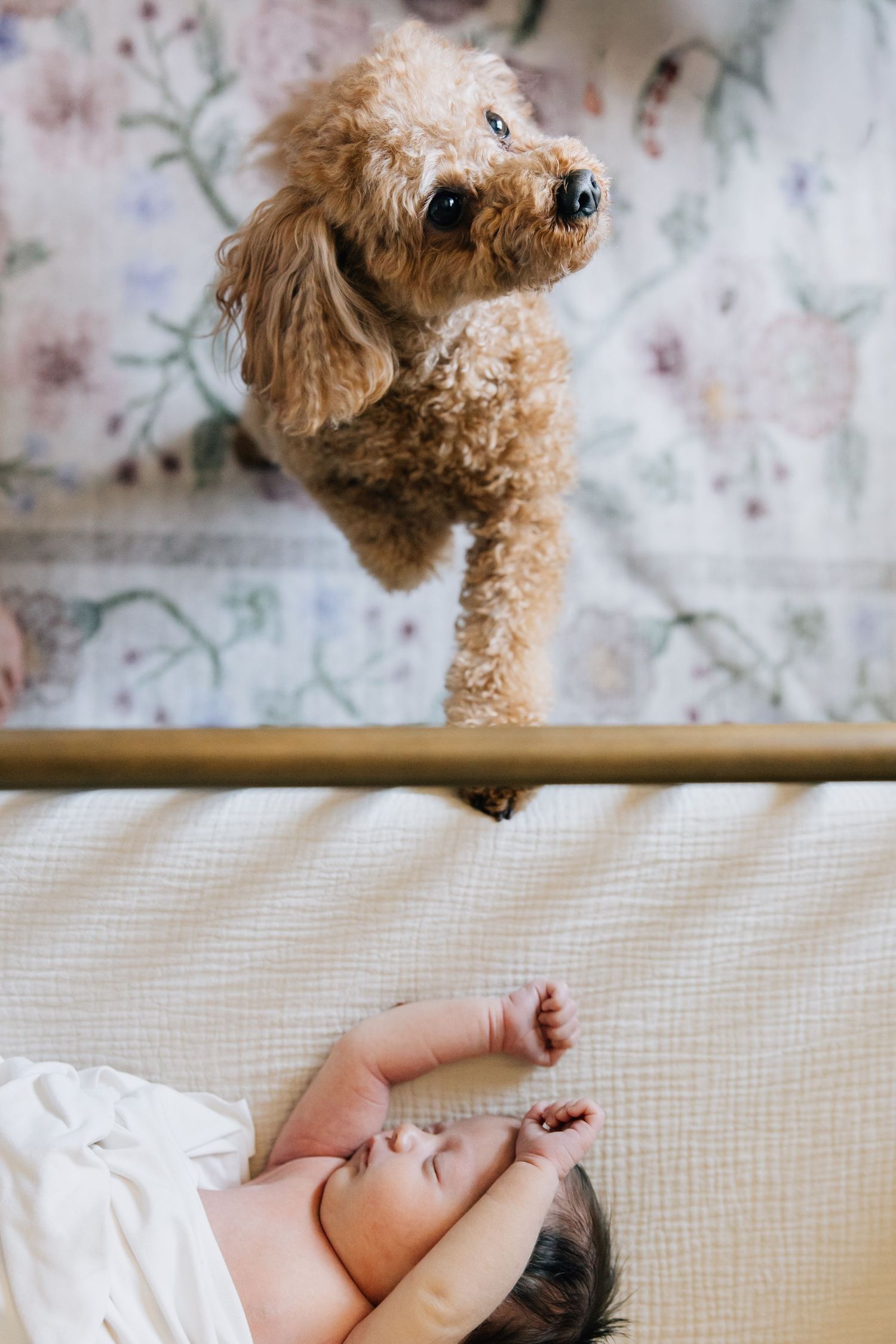 Curious fluffy brown poodle peers over crib railing at sleeping newborn baby lying on white mattress.