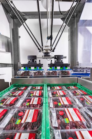 Robotic delta arm packaging system sorting fresh strawberries in clear trays on a green conveyor belt in a food facility.