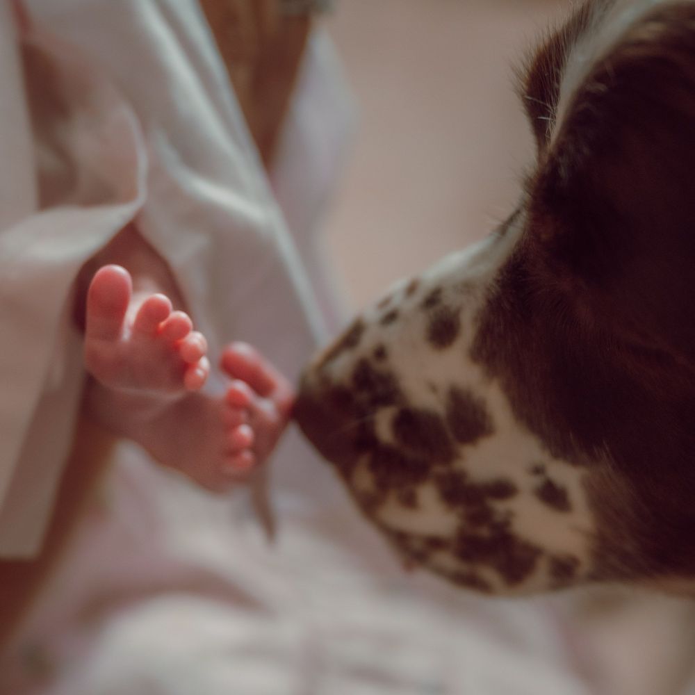 A Dalmatian dog gently sniffs a newborn baby's tiny feet wrapped in white blankets.