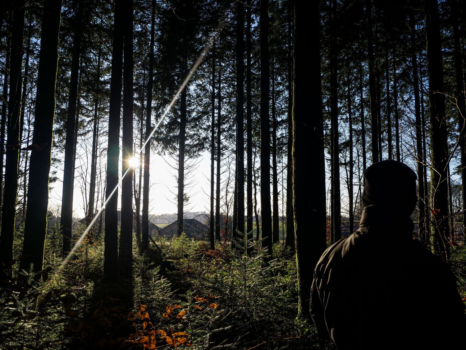 Man looking into forest with sun shining towards him in North East of France.