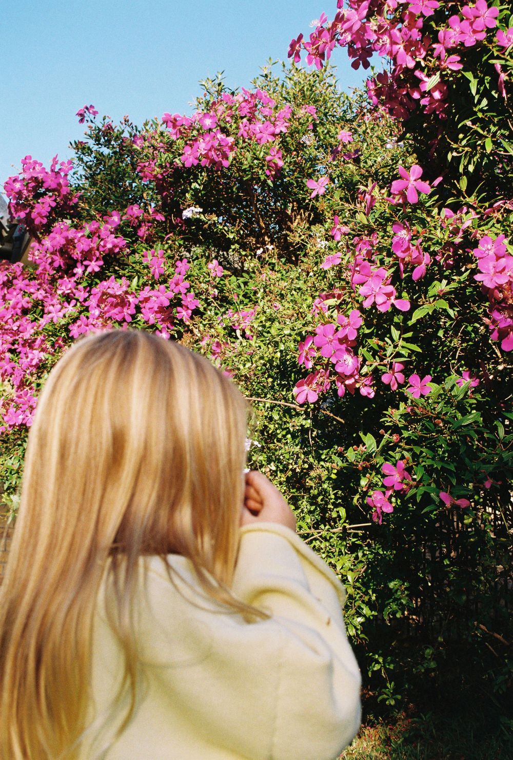 Blonde woman in yellow sweater admiring vibrant pink flowering bushes under a clear blue sky.