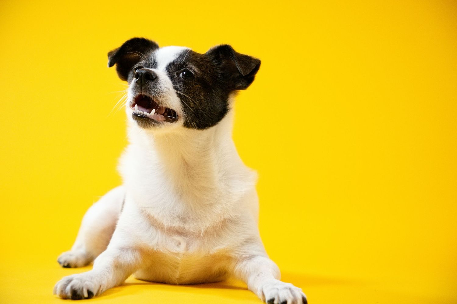 Dog with tongue out looking up.