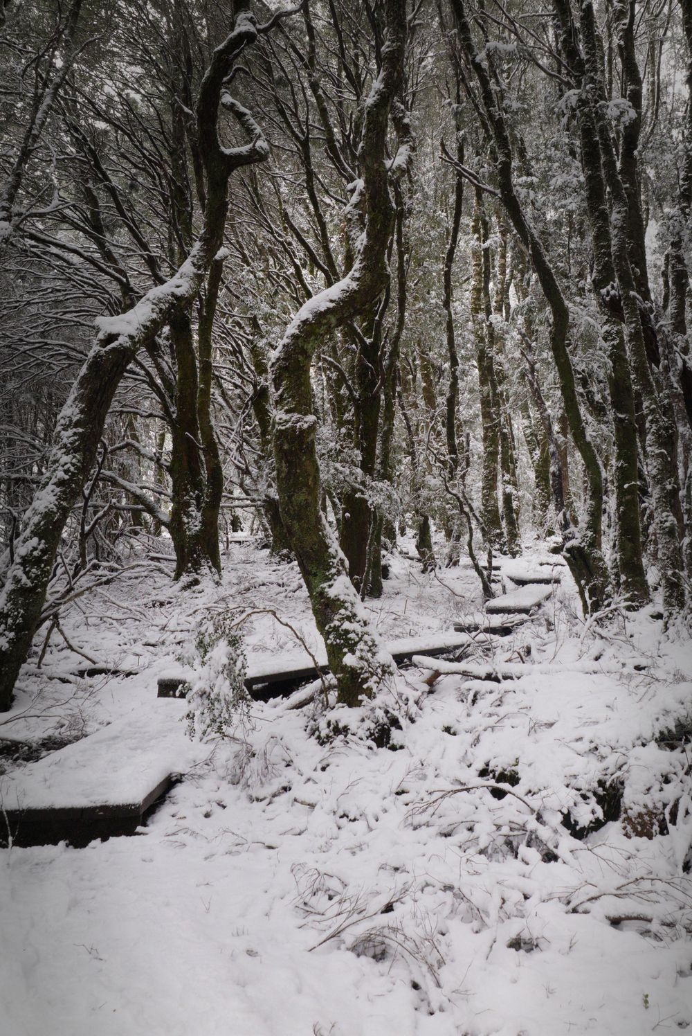 Snow-covered forest path with wooden steps winding through bare trees dusted in white winter snow.
