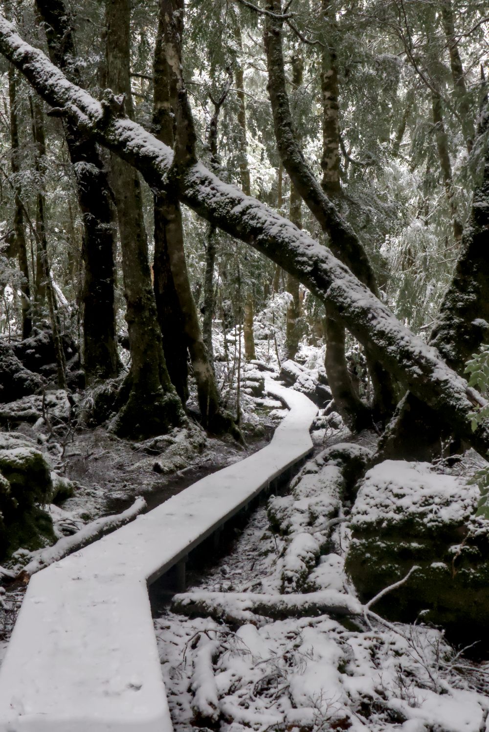 Snow-covered wooden boardwalk winds through a winter forest with moss-covered trees and fallen logs dusted in white snow.