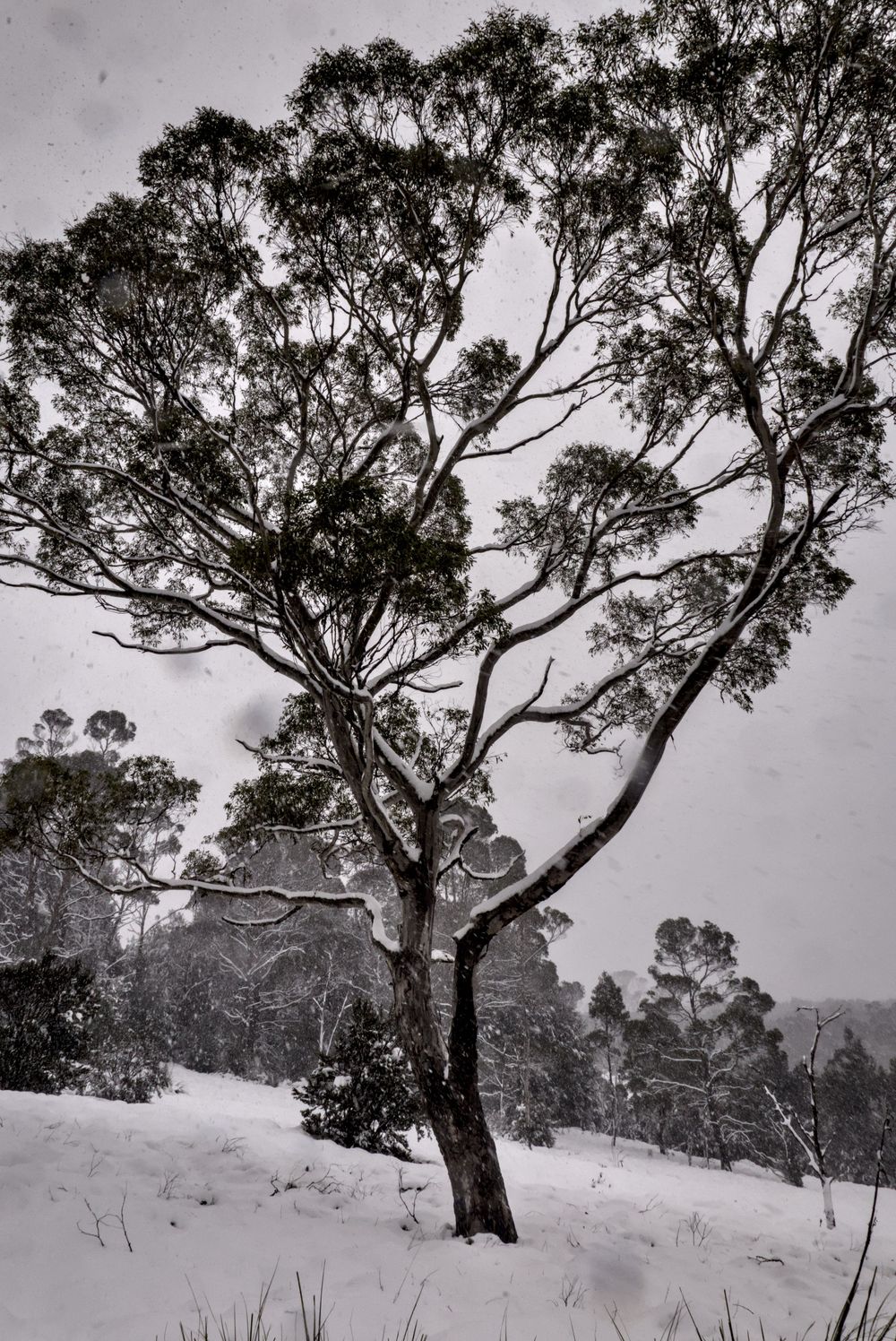 Snow-covered landscape with a tall eucalyptus tree in winter, surrounded by frosted trees under a grey overcast sky.