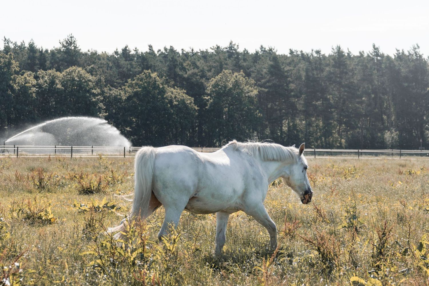 Hondenfotografie Zoefotografeert