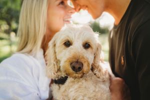 A close-up shot of a goldendoodle dog while its owners share an intimate moment in soft lighting.