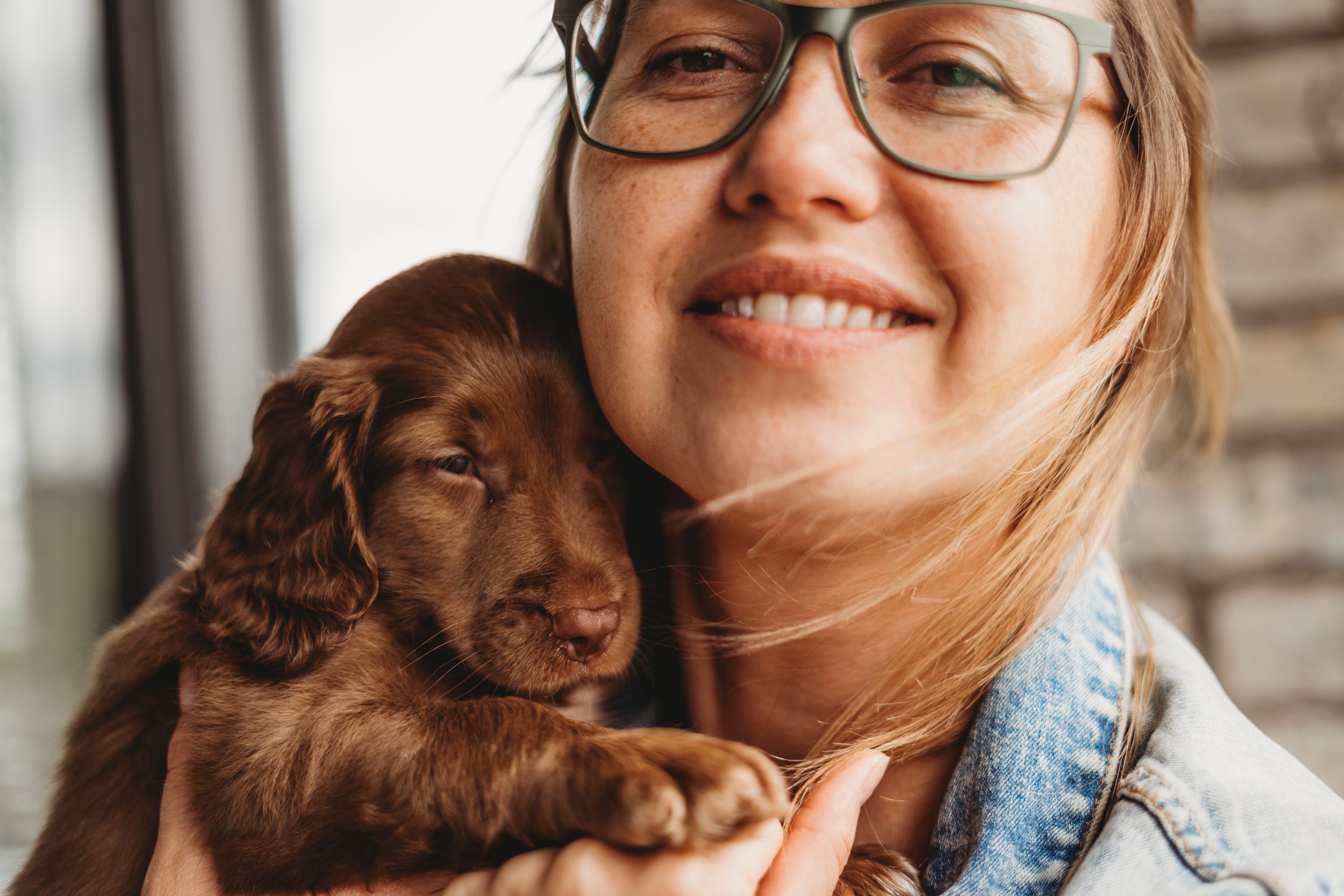 A chocolate brown puppy snuggles against someone in a cozy indoor setting.