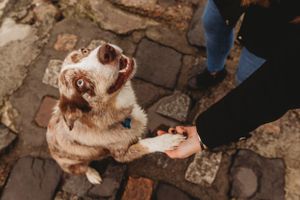 Brown and white dog giving paw to person on brick pavement.