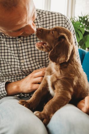 A brown puppy lovingly looks up at someone in a plaid shirt while sitting on their lap.