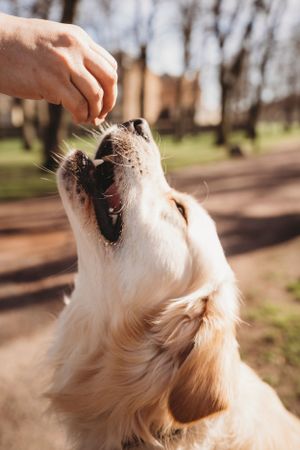 Golden retriever eagerly catching treats from outstretched hand in park setting.