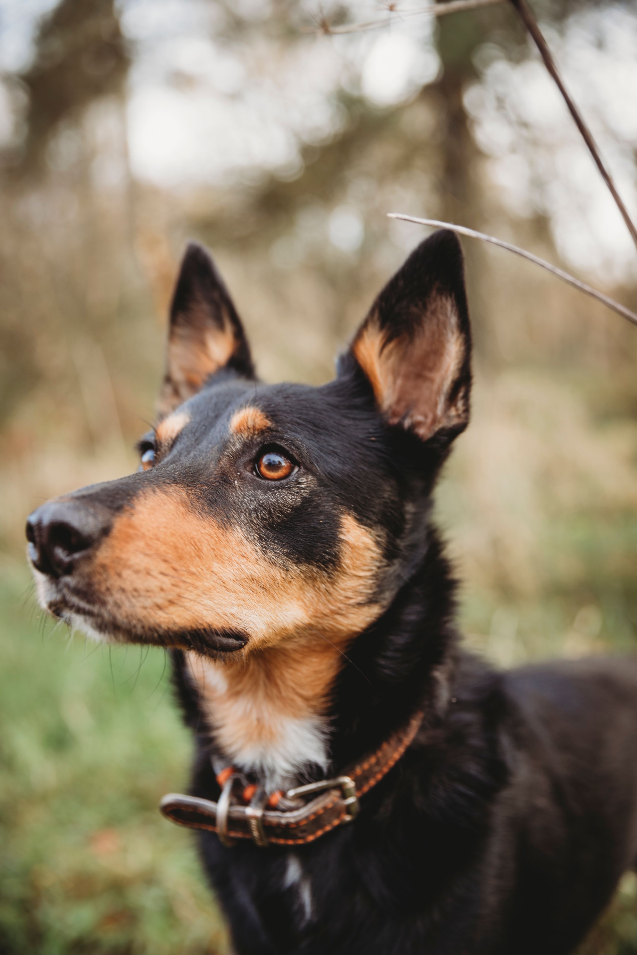Portrait of an alert black and tan dog with pointed ears looking attentively in an outdoor setting.