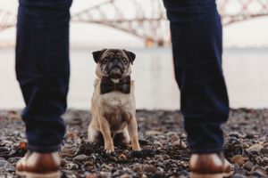 A small pug puppy stands between someone's feet on a rocky beach.