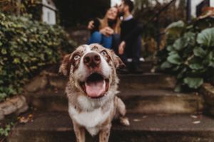 Close-up of happy Australian Shepherd dog with spotted coat on outdoor stairs.