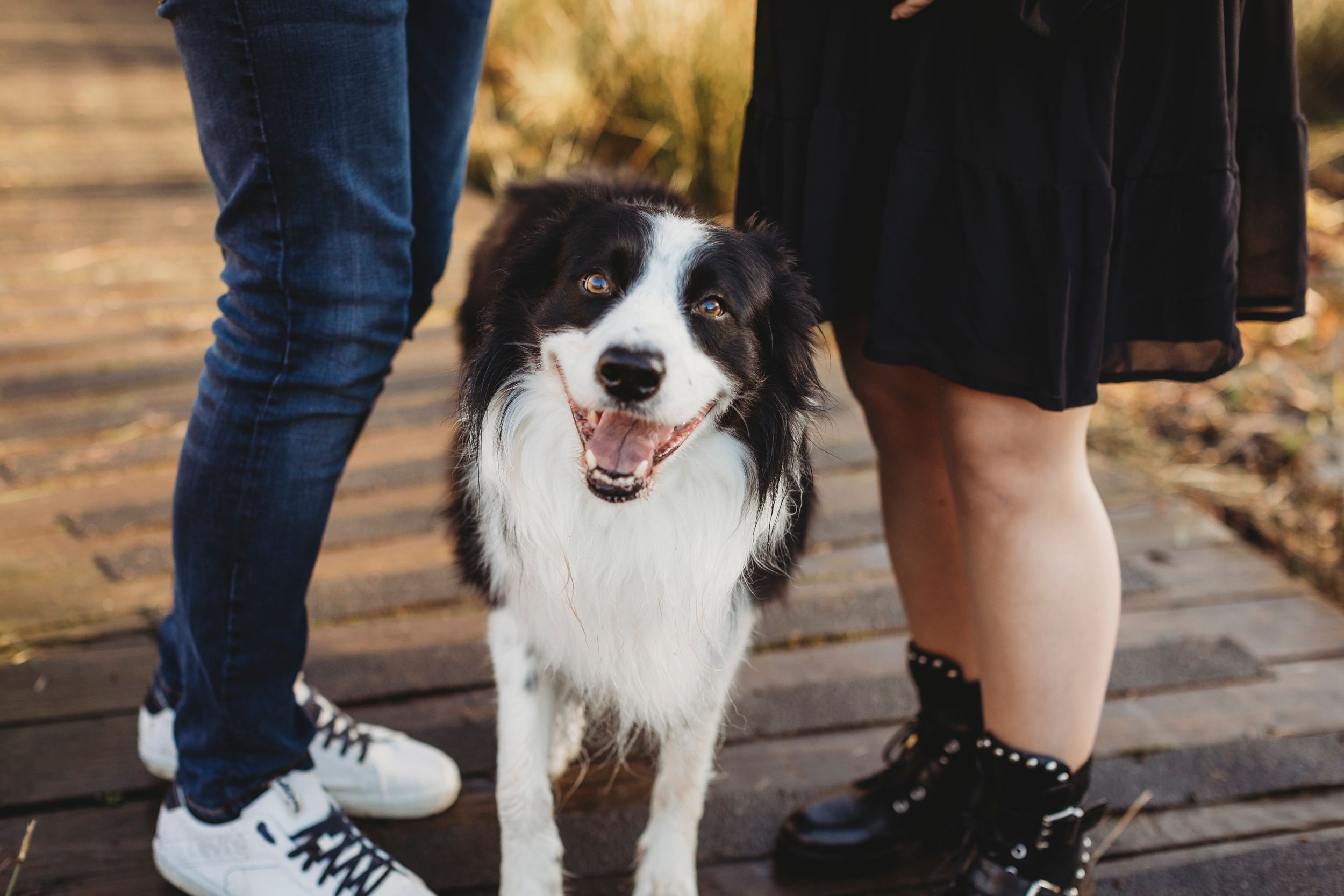 A Border Collie dog smiles between two people's legs on a brick pathway.