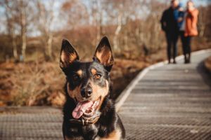 Happy black and tan dog with tongue out on a walking path with blurred background.