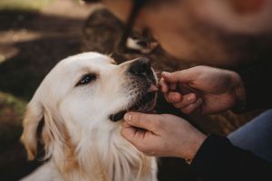 Close-up of golden retriever receiving treats from hand against natural outdoor background.