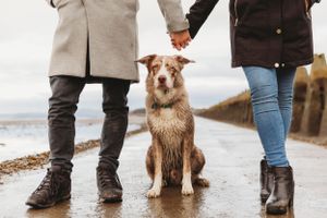 Wet dog sitting between two people holding hands on a coastal path.